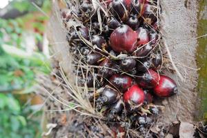 selettivo messa a fuoco su danneggiato olio palma frutta e Ritaglia fallimento cause prezzi per autunno foto