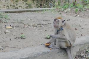 selettivo messa a fuoco su un' coda lunga scimmia legato con un ferro catena in giro suo collo, un' selvaggio animale quello è tenuto come un' residenti animale domestico foto