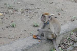 selettivo messa a fuoco su un' coda lunga scimmia legato con un ferro catena in giro suo collo, un' selvaggio animale quello è tenuto come un' residenti animale domestico foto