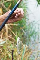 pescatore pescato su piccolo orate pesce foto