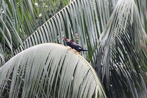 Comune collina mynah foto