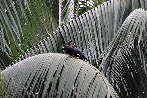 Comune collina mynah foto