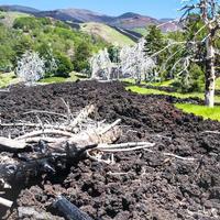 molti bruciato alberi nel indurito lava flusso su etna foto