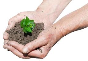 contadino mani con suolo e verde germoglio foto