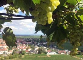 bellissimo vigneto paesaggio vicino neustadt un der weinstraße nel Germania foto