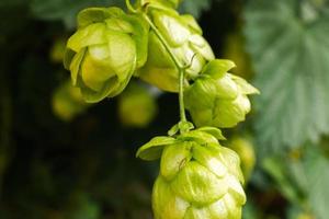 agricoltura e agricoltura concetto. verde fresco maturo biologico luppolo coni per fabbricazione birra e pane, vicino su. fresco luppolo per birra produzione. luppolo pianta in crescita nel giardino o azienda agricola. foto