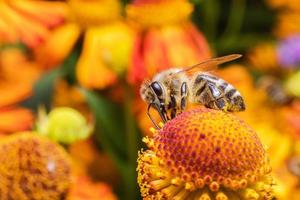 l'ape mellifera ricoperta di polline giallo beve il nettare, fiore impollinatore. sfondo floreale naturale ispiratore del giardino fiorito primaverile o estivo. vita di insetti, macro estrema primo piano fuoco selettivo foto