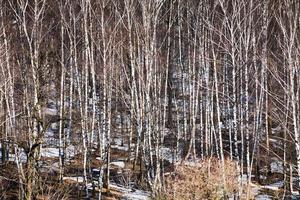 spoglio alberi e fusione neve foto