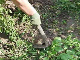 diserbo erba nel giardino di Zappa foto