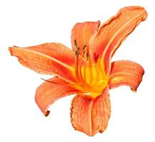 arancia fiore di daylily vicino su isolato foto