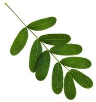 ramoscello con verde le foglie di caragana arborescens foto