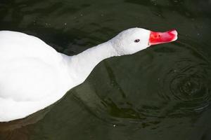 coscoroba cigno su acqua foto