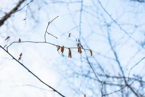 ramoscello di ontano albero con fresco amenti e blu cielo foto