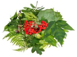 verde foglie, rosso Rowan frutti di bosco e ghiande foto