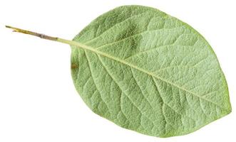 indietro lato di verde foglia Mela cotogna albero isolato foto