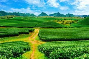 bella piantagione di tè verde fresca in moc chau, vietnam. foto