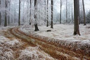 nebbia foresta sentiero foto