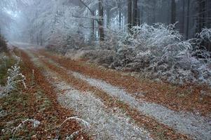 silenzioso boschi cavalcata foto