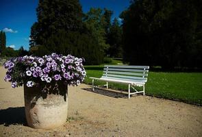 fiori nel il parco foto