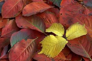 colore autunno le foglie foto