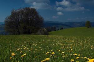 nel fioritura prato foto