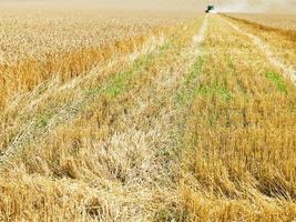 raccolto parte nel Grano campo foto