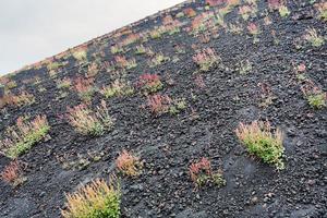 primo fiori su vulcanico terra di montare etna foto