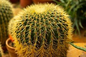 cactus palla echinocactus grusonii nel il giardino. succulento d'oro barile cactus vicino su foto