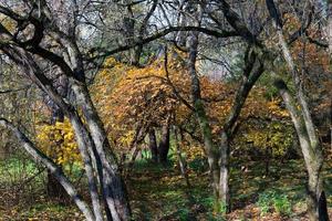 bellissimo selvaggio autunno foresta con colorato fogliame e spoglio alberi, raggi di sole. foto