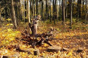 un' caduto albero nel il parco come un oggetto di contemplazione, parte di un ecologico sentiero. foto