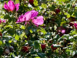 ape volare per boschetti di selvaggio rosa foto