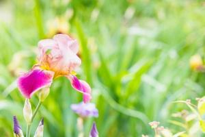 naturale sfondo con iris fiori su prato foto