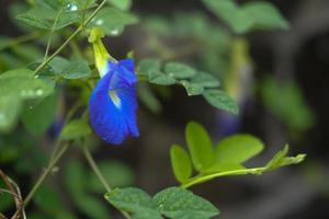 vicino su di fiore asiatico ali di piccione, fiore Clitoria ternatea, kembang telang foto