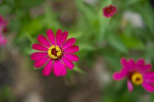 vicino su bellissimo zinnia fiori foto