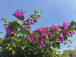 rosa bouganville alias buganvilla o bouganvilla fiore fioritura foto