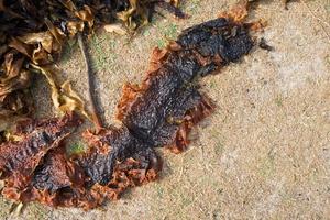 alga marina essiccazione su un' sabbioso terreno. all'aperto foto