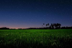 stellato cielo al di sopra di verde campo. foto