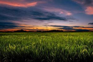 crepuscolo nel agricolo campo foto