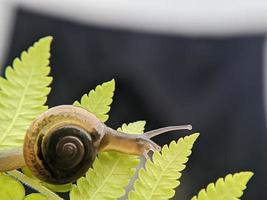 giardino lumaca o asiatico trampnail su felce foglia nel il mattina, estremo vicino su, selezionato messa a fuoco foto