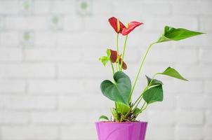 un primo piano di bellissimi anthurium isolati su uno sfondo bianco foto