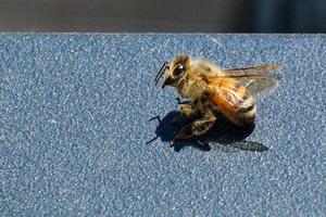 miele ape riposa su terrazza tavolo nel il mattina luce del sole foto