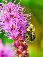 Comune orientale Bumble ape impollina un' viola denso sfolgorante stella foto