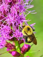 Comune orientale Bumble ape impollina un' viola denso sfolgorante stella foto