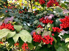 cespuglio viburno. maturo mazzo di Viburnum foto