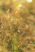 d'oro erba sotto il autunno sole, autunno stagione sfondo. verticale sparo. giallo erba, selettivo messa a fuoco. fiori selvatici nel prato durante tramonto. foto