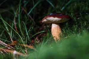 porcini nel muschio foto