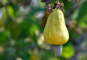 un' mazzo di anacardio mele su un' anacardio albero. foto