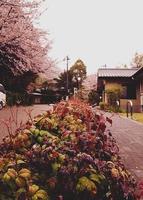 ciliegia fiori siamo fioritura nel un' villaggio nel kyoto. foto