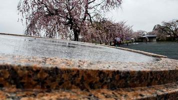 ciliegia fiori siamo fioritura nel un' villaggio nel kyoto foto