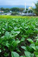 mostarda verdura in crescita nel azienda agricola i campi foto